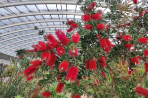Ogród Botaniczny Walli szklarnia / Fot. Danuta Rasała