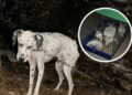 Znęcali się nad zwierzętami. Grozi im więzienie