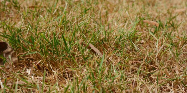 Pieniądze za suszowe straty - Radio Kielce Pieniądze za suszowe straty - Radio Kielce