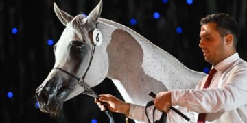 Ponad 1,3 miliona euro za konie na aukcji Pride of Poland