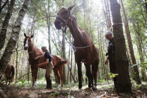 09.08.2025. Podchojny koło Jędrzejowa. Leśny postój patrolu kawalerii Kadrowej / Fot. Wiktor Taszłow - Radio Kielce