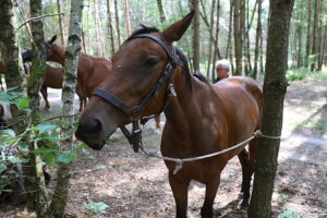 09.08.2025. Podchojny koło Jędrzejowa. Leśny postój patrolu kawalerii Kadrowej / Fot. Wiktor Taszłow - Radio Kielce