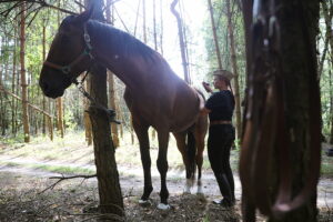 09.08.2025. Podchojny koło Jędrzejowa. Leśny postój patrolu kawalerii Kadrowej / Fot. Wiktor Taszłow - Radio Kielce