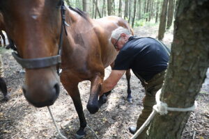 09.08.2025. Podchojny koło Jędrzejowa. Leśny postój patrolu kawalerii Kadrowej / Fot. Wiktor Taszłow - Radio Kielce
