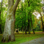 Wiśniowa. Park oraz Pałac Kołłątajów w Wiśniowej / Fot. staszow.pl