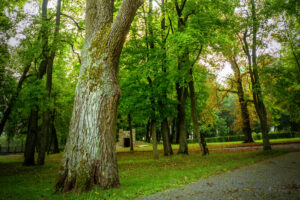 Wiśniowa. Park oraz Pałac Kołłątajów w Wiśniowej / Fot. staszow.pl