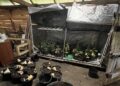 Nielegalna plantacja zlikwidowana przez policjantów