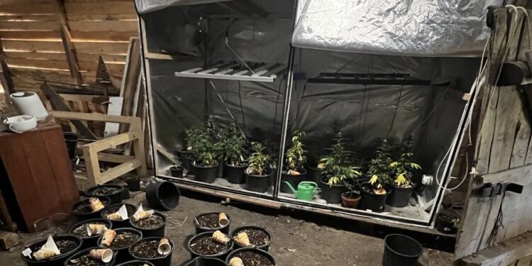 Nielegalna plantacja zlikwidowana przez policjantów