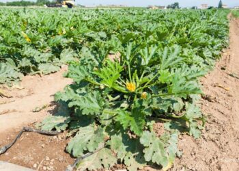 Jakich warzyw więcej, a jakich mniej urośnie na plantacjach? - Radio Kielce