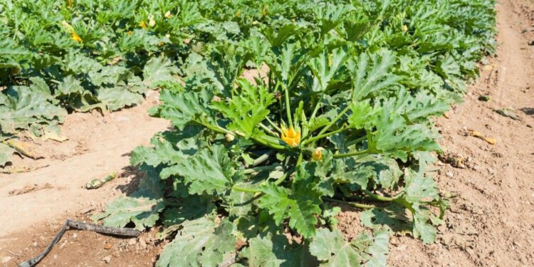 Jakich warzyw więcej, a jakich mniej urośnie na plantacjach? - Radio Kielce