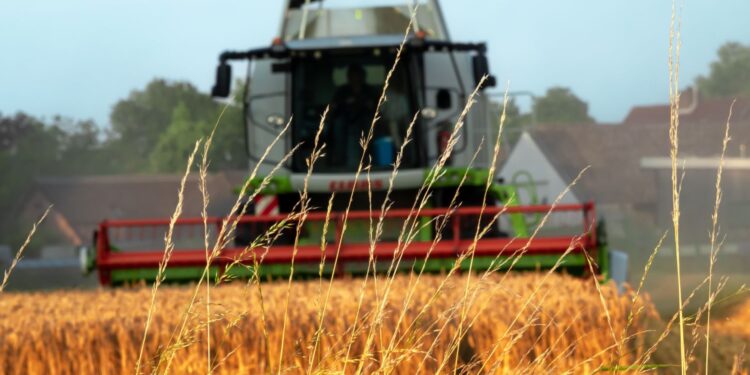 Jadzia, Jadwinia, Jaga i Jagusia kończą prace w ogrodzie i na polu