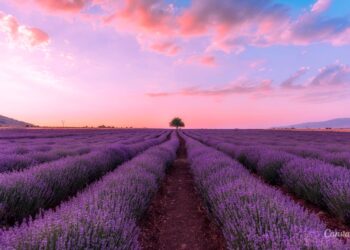 Fot. Canva