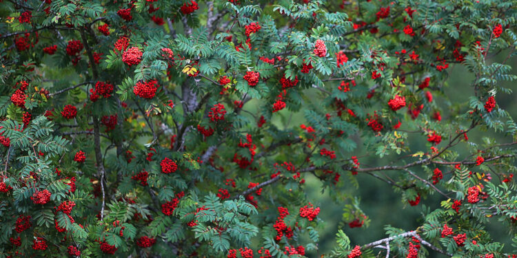 Jarzębina polecana do ogrodu