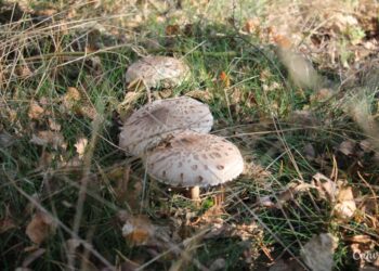 Kania – grzyb o charakterystycznym dużym kapeluszu / Fot. Canva