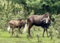 Gnu brunatne / Fot. ZOO "Leśne Zacisze"