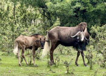 Gnu brunatne / Fot. ZOO "Leśne Zacisze"