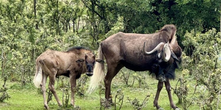 Gnu brunatne / Fot. ZOO "Leśne Zacisze"