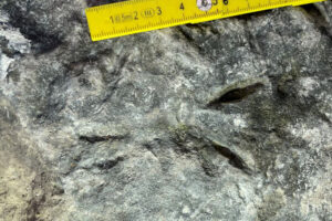 Ślad spoczynku ryby dwudysznej Broomichnium ujazdensis / Fot. P. Szrek; źródło: Państwowy Instytut Geologiczny - Państwowy Instytut Badawczy; grafika Jakub Zalewski