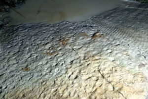 Powierzchnia wybrzeża morskiego ze śladami czołgania się ryb dwudysznych / Fot. P. Szrek; źródło: Państwowy Instytut Geologiczny - Państwowy Instytut Badawczy; grafika Jakub Zalewski
