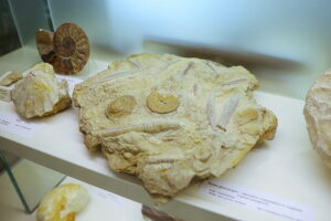 25.09.2025. Kielce. Państwowy Instytut Geologiczny - Państwowego Instytutu Badawczego. Konferencja / Fot. Wiktor Taszłow - Radio Kielce
