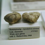 25.09.2025. Kielce. Państwowy Instytut Geologiczny - Państwowego Instytutu Badawczego. Konferencja / Fot. Wiktor Taszłow - Radio Kielce