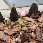 Smardze / Fot. Marzena Smoręda - Radio Kielce