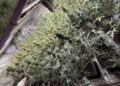 Nielegalna plantacja zlikwidowana przez policjantów z Kielc