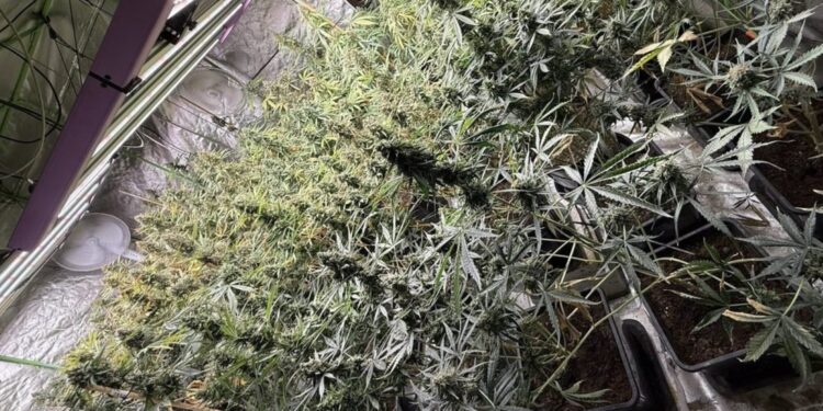 Nielegalna plantacja zlikwidowana przez policjantów z Kielc