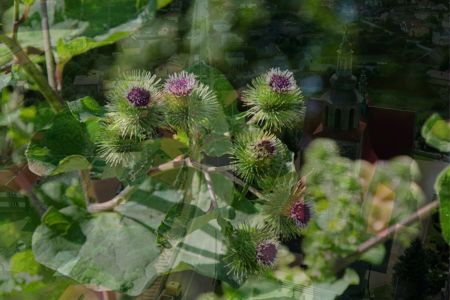 Dawniej „stolica” łopianu, dziś miasto