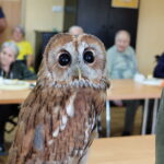 11.09.2025. Kielce. Pokazy sokolników wykonaniu uczniów z Zespołu Szkół Leśnych w Zagnańsku mogli obejrzeć pacjenci stacjonarnego hospicjum na osiedlu Czarnów w Kielcach / Fot. Jarosław Kubalski – Radio Kielce