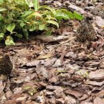 Smardze / Fot. Marzena Smoręda - Radio Kielce