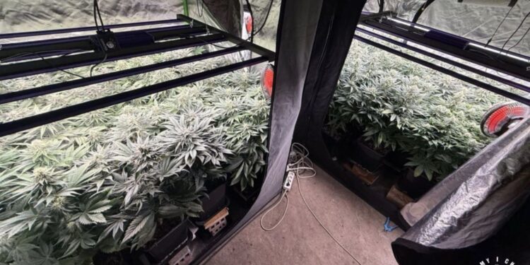 Nielegalna plantacja konopi - Radio Kielce Fot. KMP w Kielcach