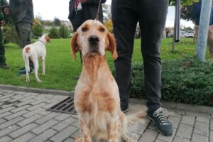 16.10.2025. Pińczów. Mistrzostwa Świata Wyżłów / Fot. Marta Gajda-Kruk - Radio Kielce