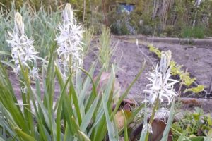 Kamasja – mało znana, ale polecana na rabaty - Radio Kielce Kamasja / źródło: Polski Związek Działkowców Okręgu Świętokrzyskiego