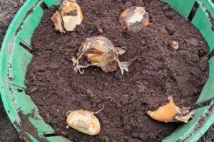 Kamasja – mało znana, ale polecana na rabaty - Radio Kielce Kamasja / źródło: Polski Związek Działkowców Okręgu Świętokrzyskiego