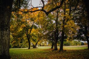 Park przy zabytkowym pałacu Kołłątajów w Wiśniowej / źródło: Urząd Miasta w Staszowie