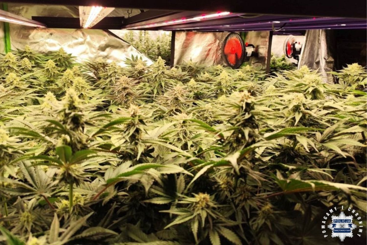 Nielegalna plantacja konopi - Radio Kielce Fot. KMP w Kielcach