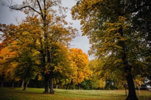 Park przy zabytkowym pałacu Kołłątajów w Wiśniowej / źródło: Urząd Miasta w Staszowie