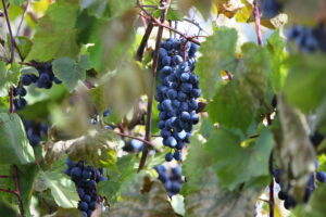 05.10.2025. Kielce. Ogród Botaniczny. „Skarby jesieni – winobranie” / Fot. Wiktor Taszłow - Radio Kielce