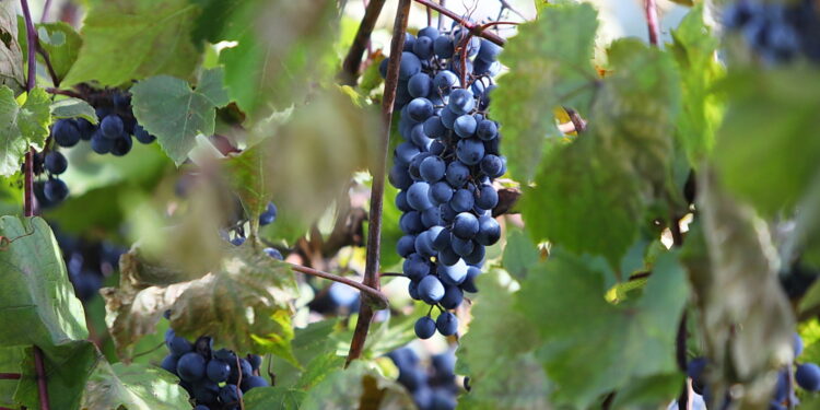 Winobranie później niż zwykle - Radio Kielce 05.10.2025. Kielce. Ogród Botaniczny. „Skarby jesieni – winobranie” / Fot. Wiktor Taszłow - Radio Kielce