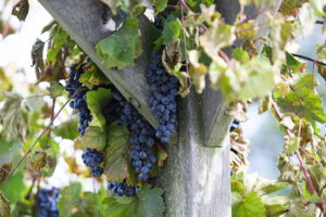 05.10.2025. Kielce. Ogród Botaniczny. „Skarby jesieni – winobranie” / Fot. Wiktor Taszłow - Radio Kielce