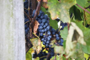 05.10.2025. Kielce. Ogród Botaniczny. „Skarby jesieni – winobranie” / Fot. Wiktor Taszłow - Radio Kielce