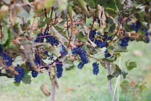 05.10.2025. Kielce. Ogród Botaniczny. „Skarby jesieni – winobranie” / Fot. Wiktor Taszłow - Radio Kielce