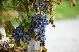 05.10.2025. Kielce. Ogród Botaniczny. „Skarby jesieni – winobranie” / Fot. Wiktor Taszłow - Radio Kielce