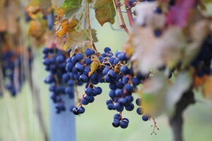 05.10.2025. Kielce. Ogród Botaniczny. „Skarby jesieni – winobranie” / Fot. Wiktor Taszłow - Radio Kielce