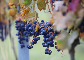05.10.2025. Kielce. Ogród Botaniczny. „Skarby jesieni – winobranie” / Fot. Wiktor Taszłow - Radio Kielce