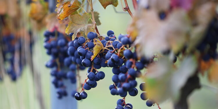 05.10.2025. Kielce. Ogród Botaniczny. „Skarby jesieni – winobranie” / Fot. Wiktor Taszłow - Radio Kielce