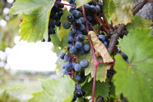 05.10.2025. Kielce. Ogród Botaniczny. „Skarby jesieni – winobranie” / Fot. Wiktor Taszłow - Radio Kielce
