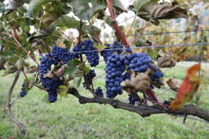 05.10.2025. Kielce. Ogród Botaniczny. „Skarby jesieni – winobranie” / Fot. Wiktor Taszłow - Radio Kielce