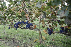 05.10.2025. Kielce. Ogród Botaniczny. „Skarby jesieni – winobranie” / Fot. Wiktor Taszłow - Radio Kielce